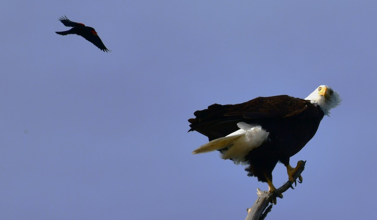 Weißkopf-Seeadler - ML620428568