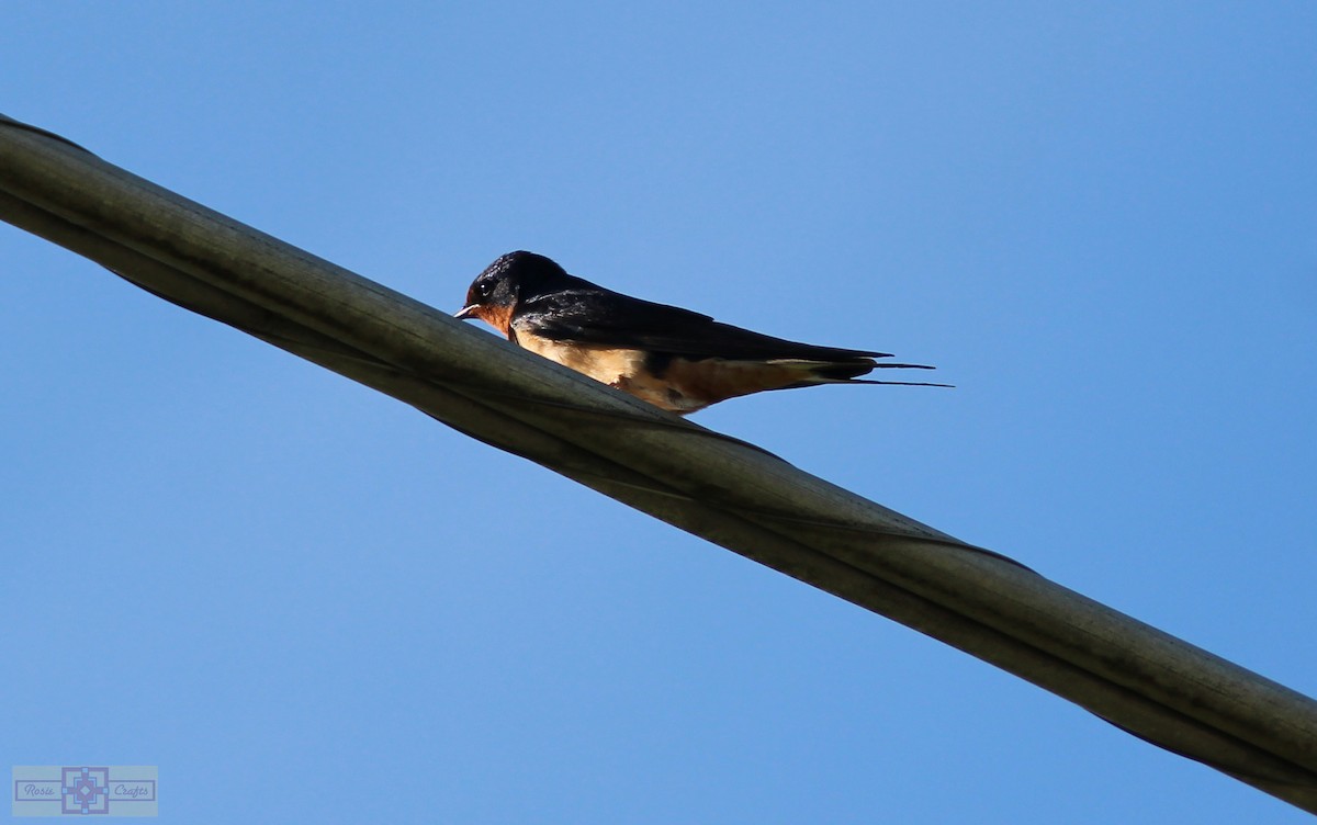 Barn Swallow - ML620428570