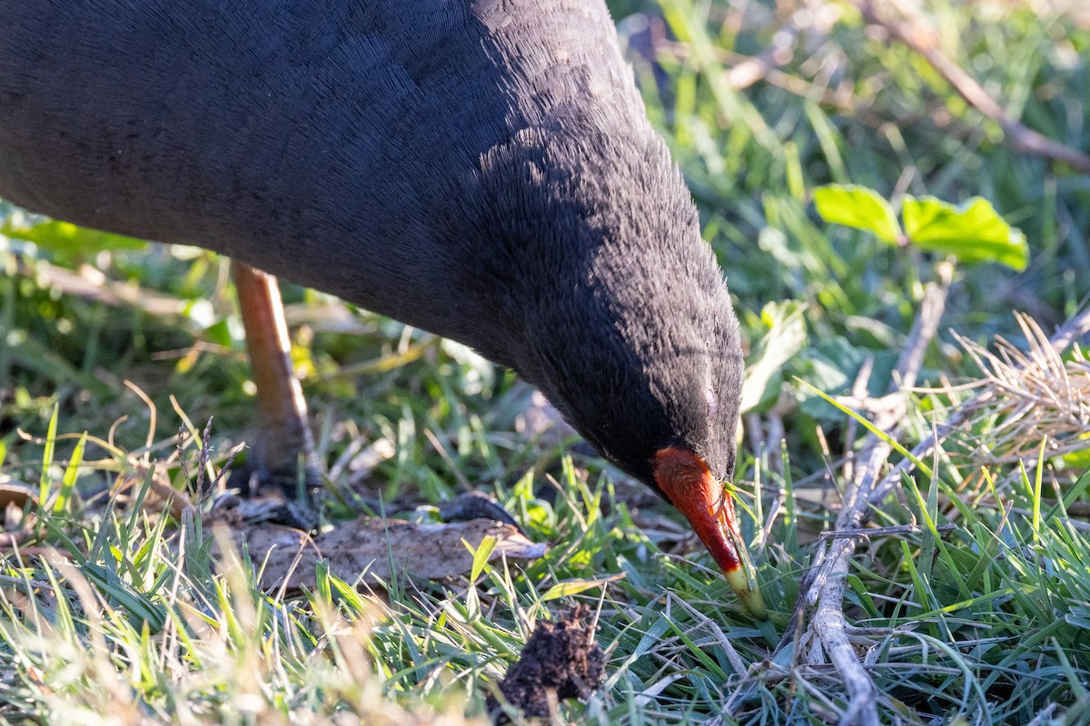 Dusky Moorhen - ML620428575