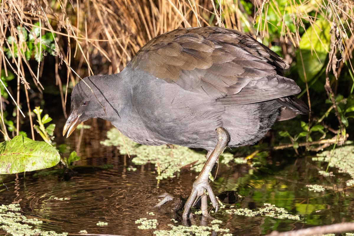 Dusky Moorhen - ML620428577