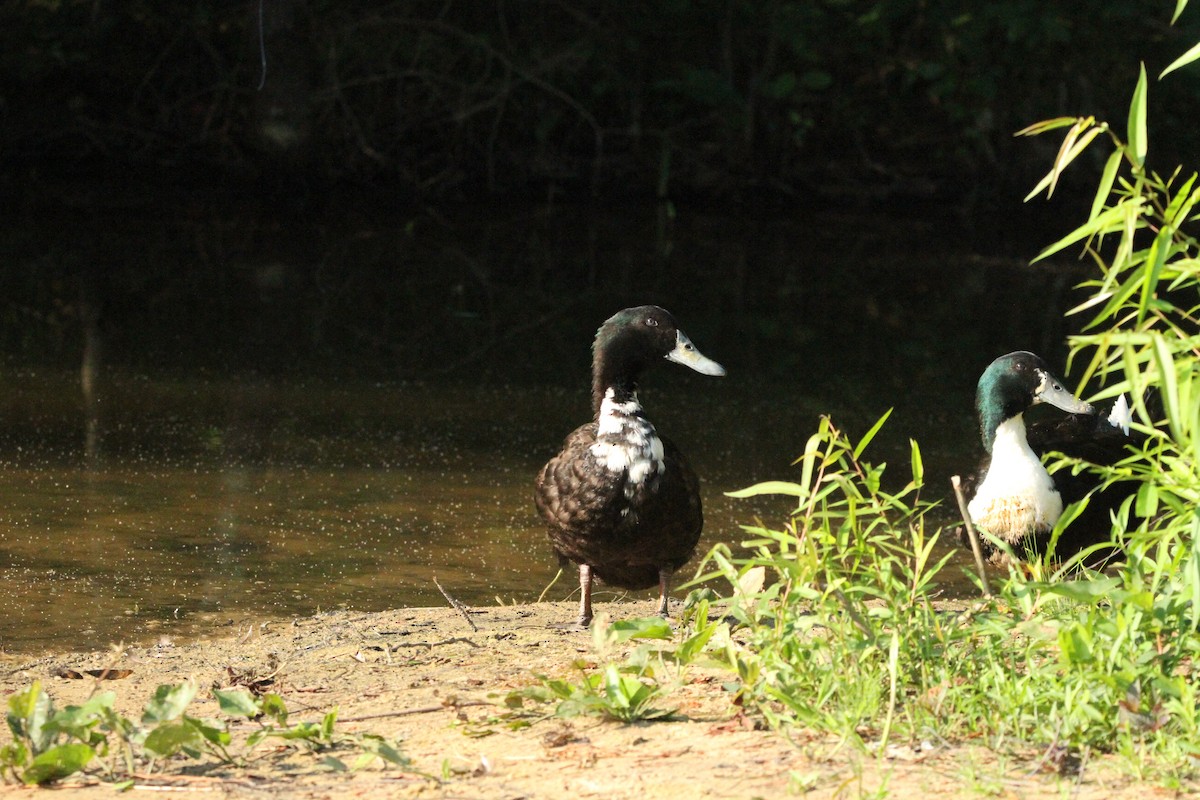 Mallard (Domestic type) - ML620428582