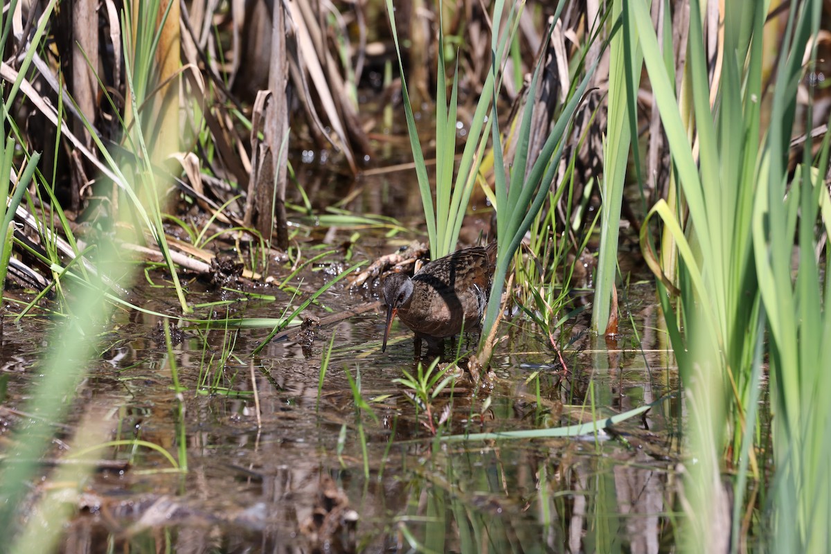 Virginia Rail - ML620428586