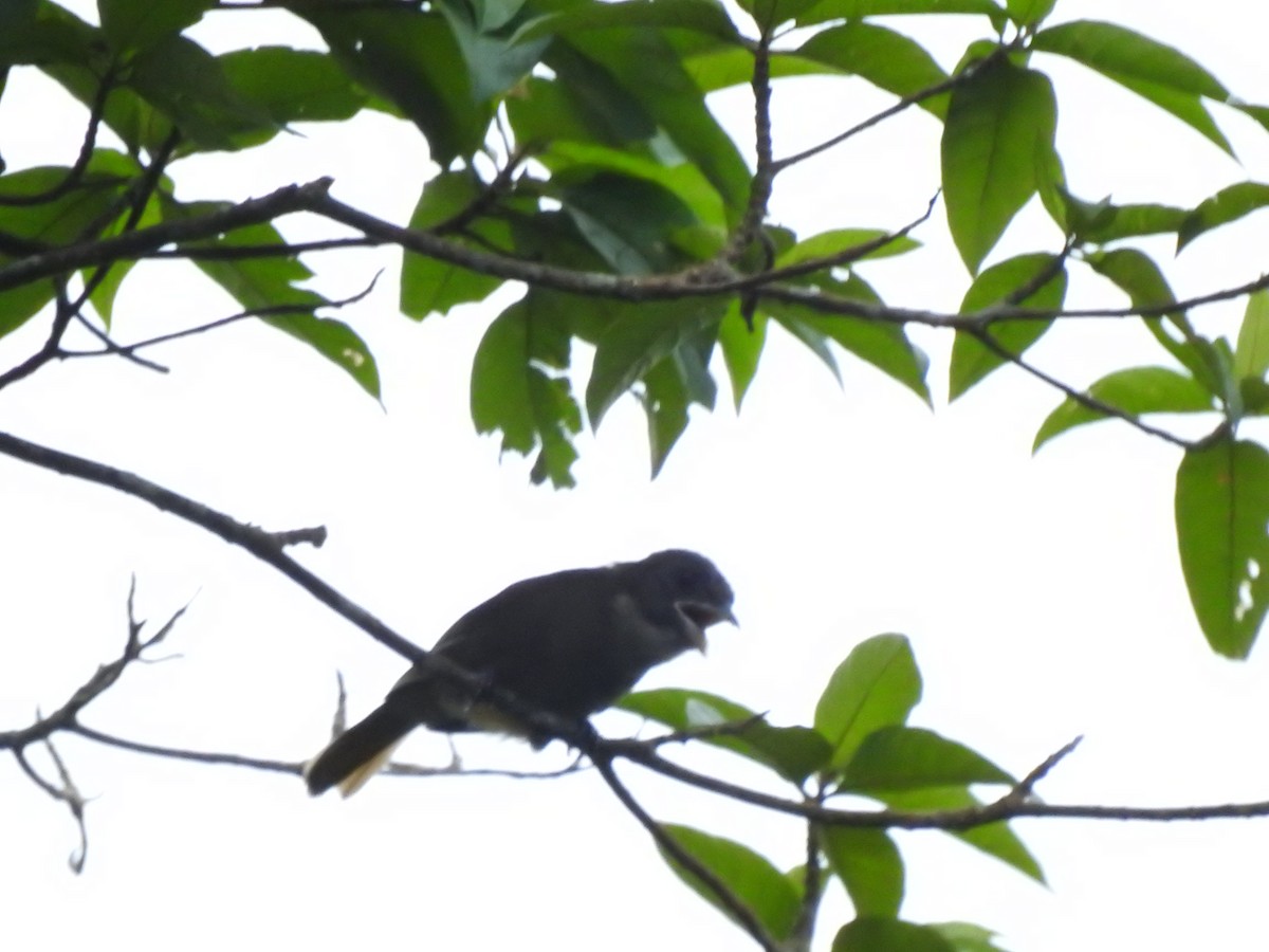 Ochre-breasted Tanager - ML620428589