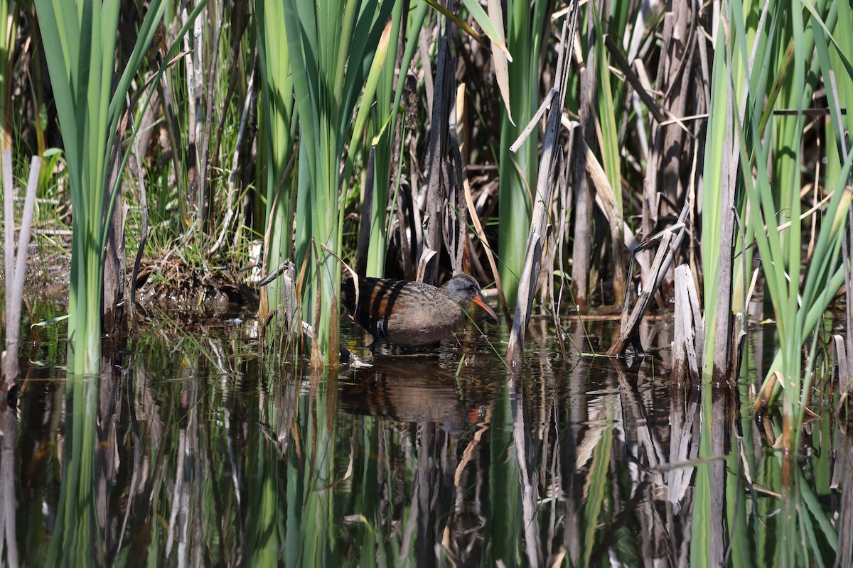 Virginia Rail - ML620428593