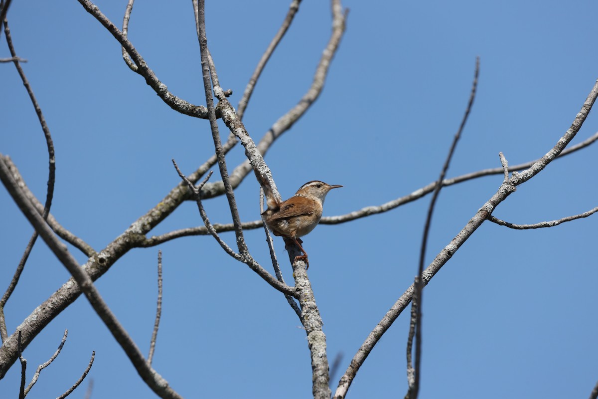 Marsh Wren - ML620428597