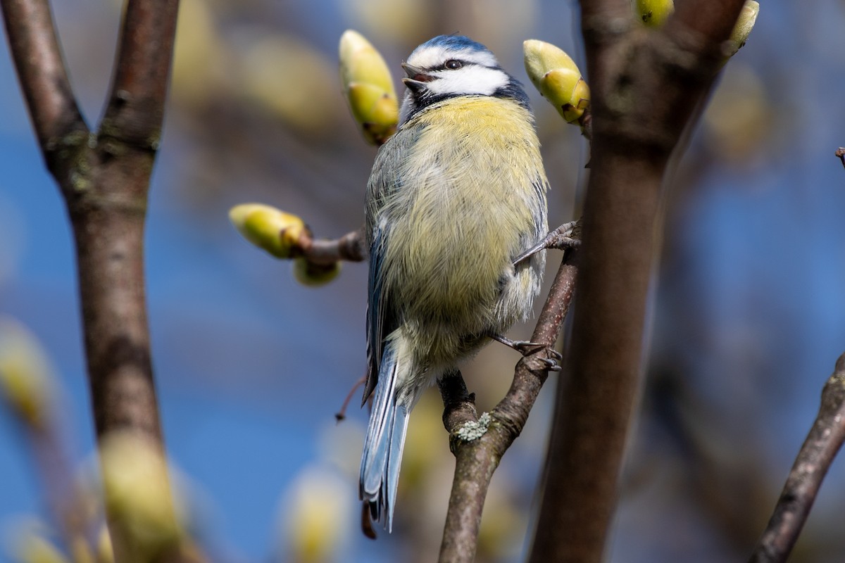 Eurasian Blue Tit - ML620428600