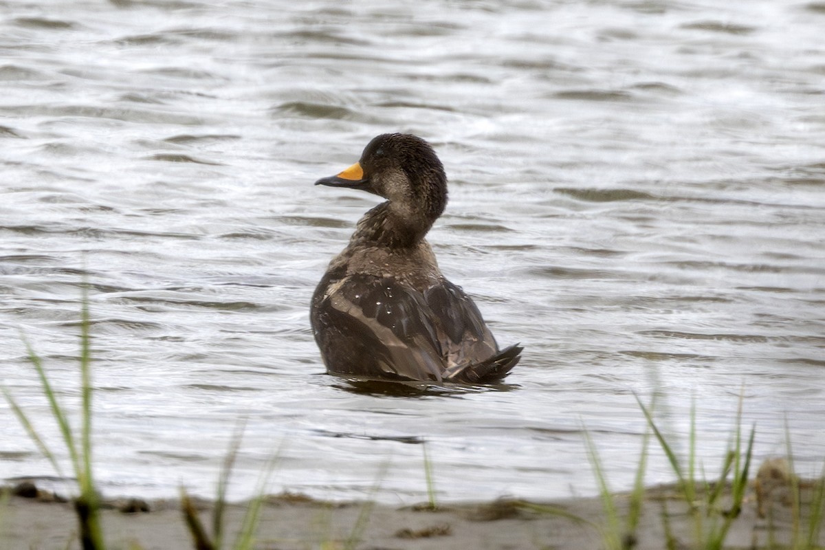 Black Scoter - ML620428601