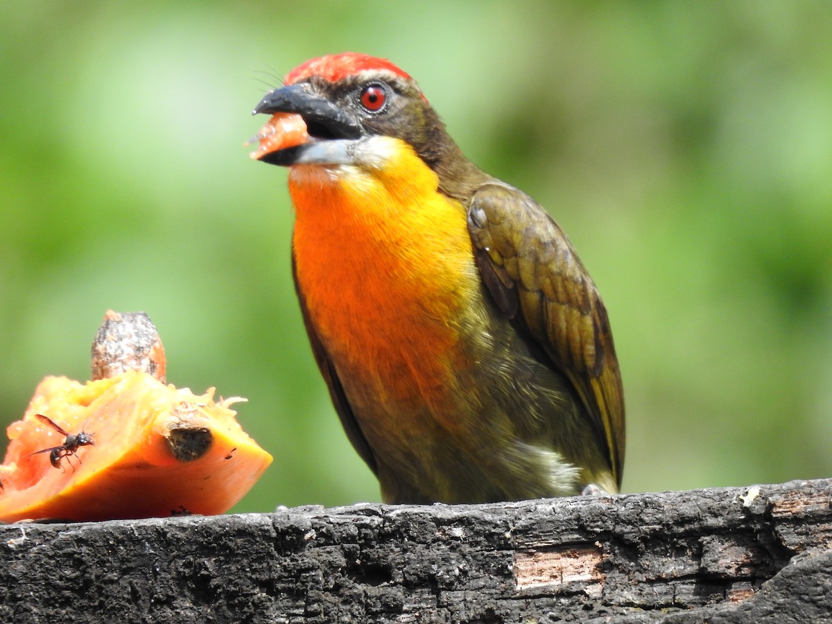 Gilded Barbet - ML620428602