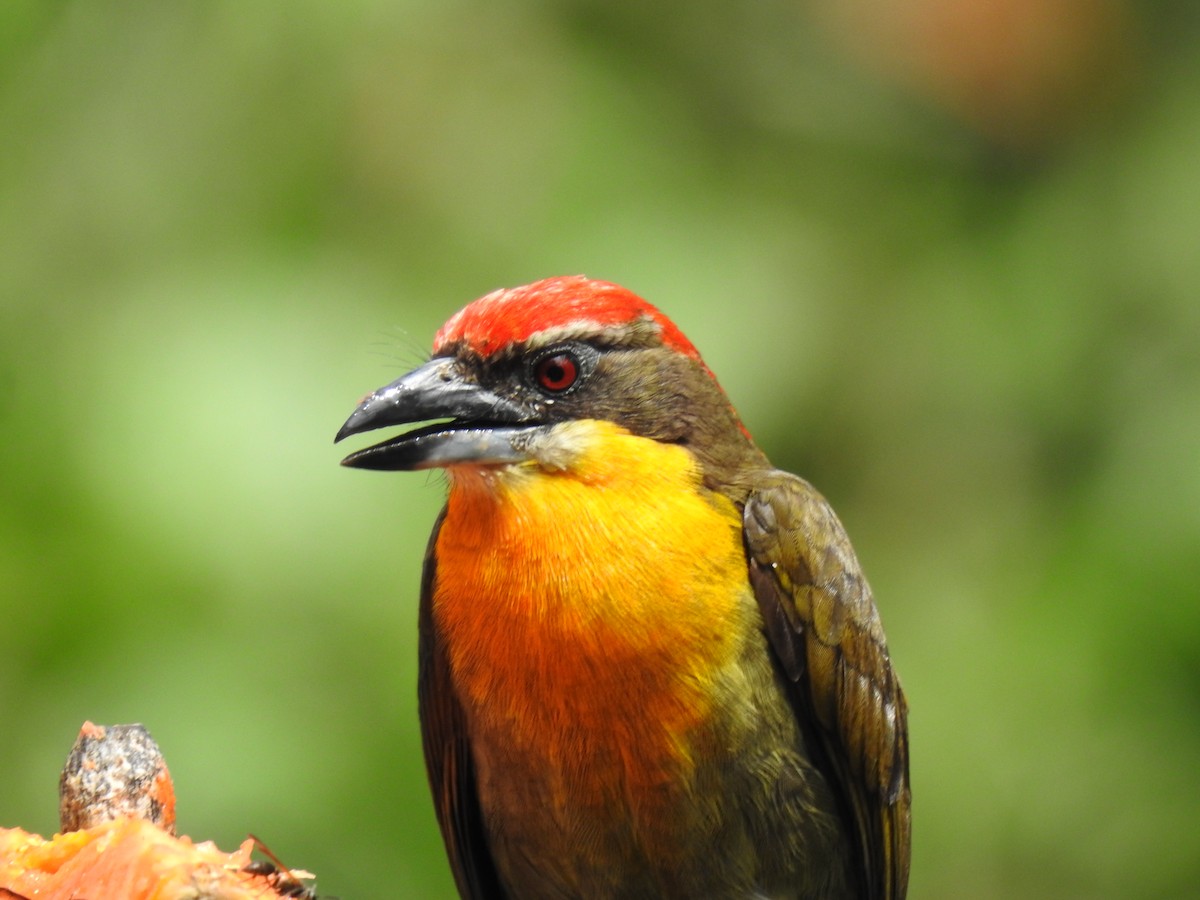 Gilded Barbet - ML620428603