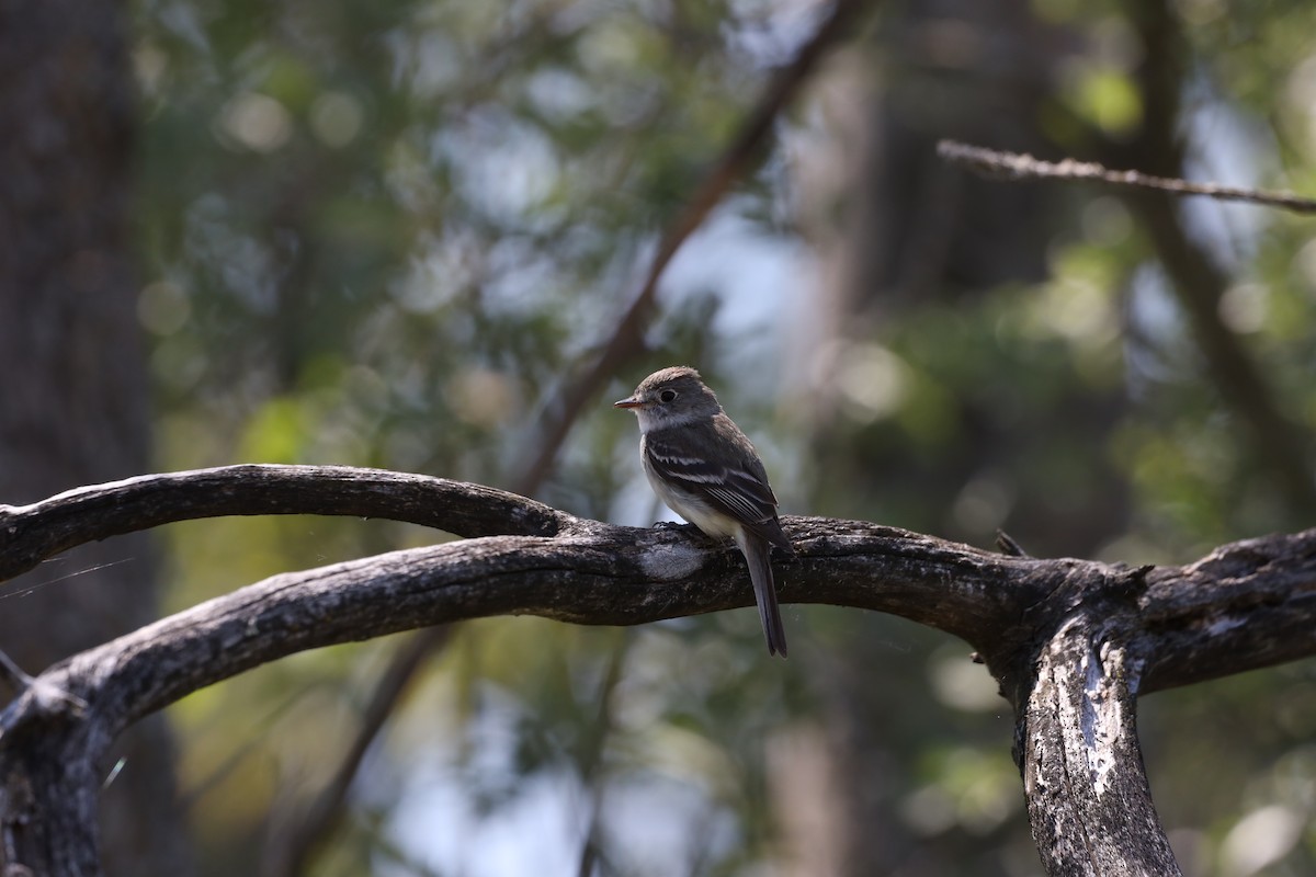 Least Flycatcher - ML620428604