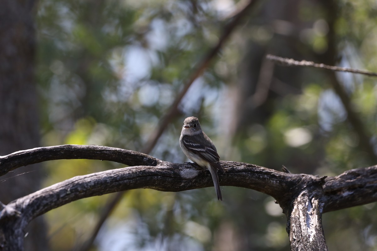 Least Flycatcher - ML620428605