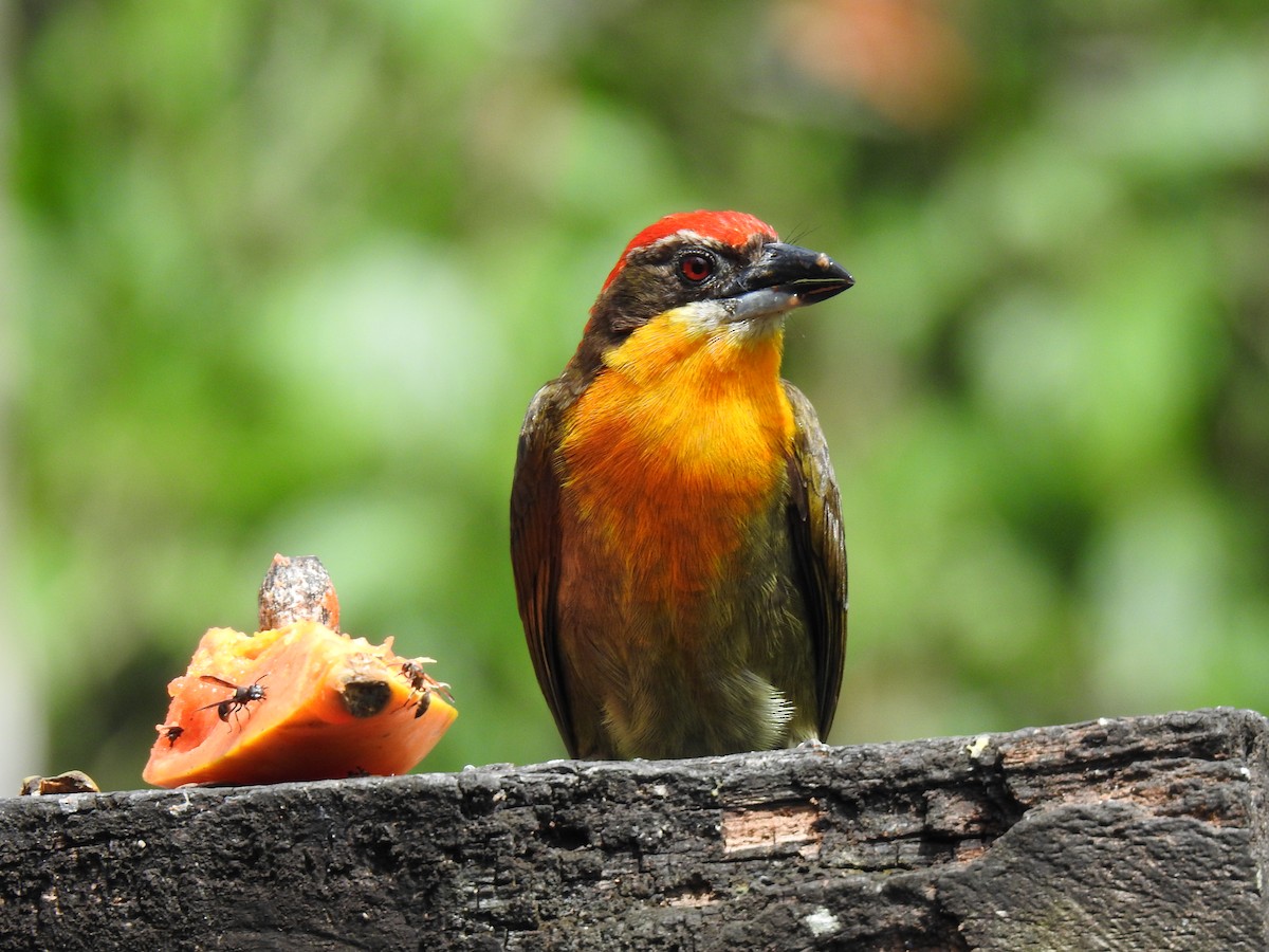 Gilded Barbet - ML620428607