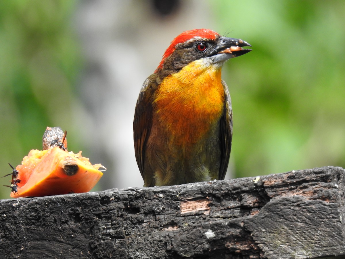 Gilded Barbet - ML620428608