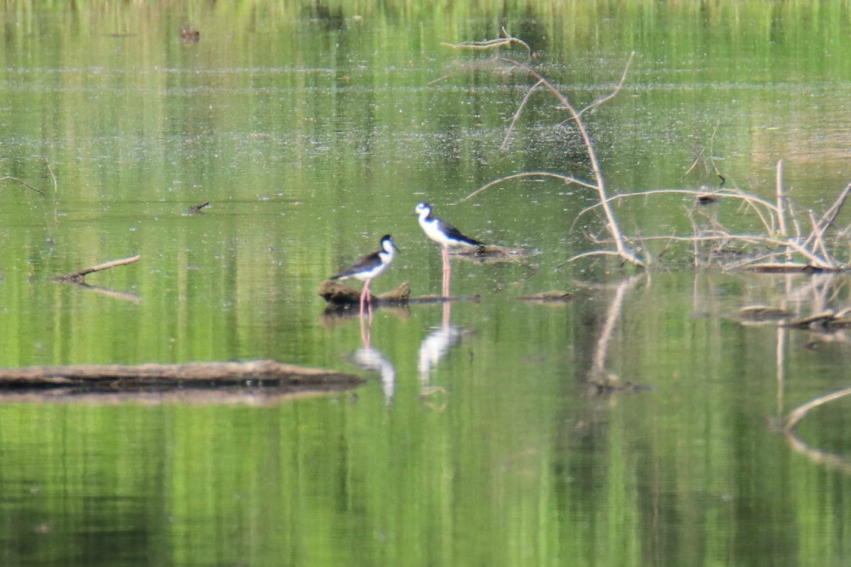 Black-necked Stilt - ML620428611