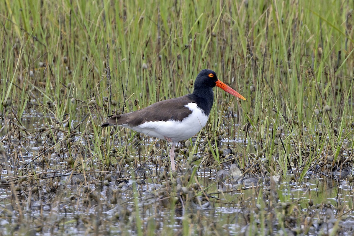 American Oystercatcher - ML620428612