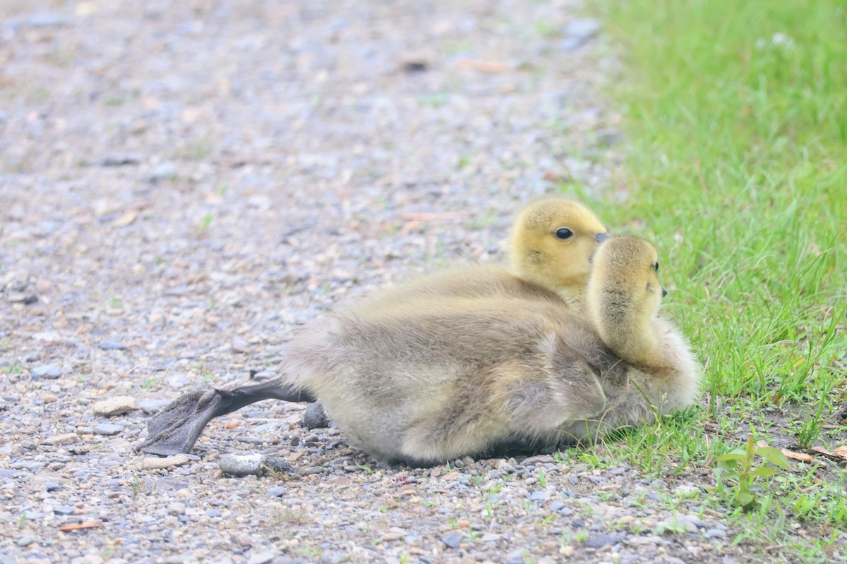 Canada Goose - ML620428614