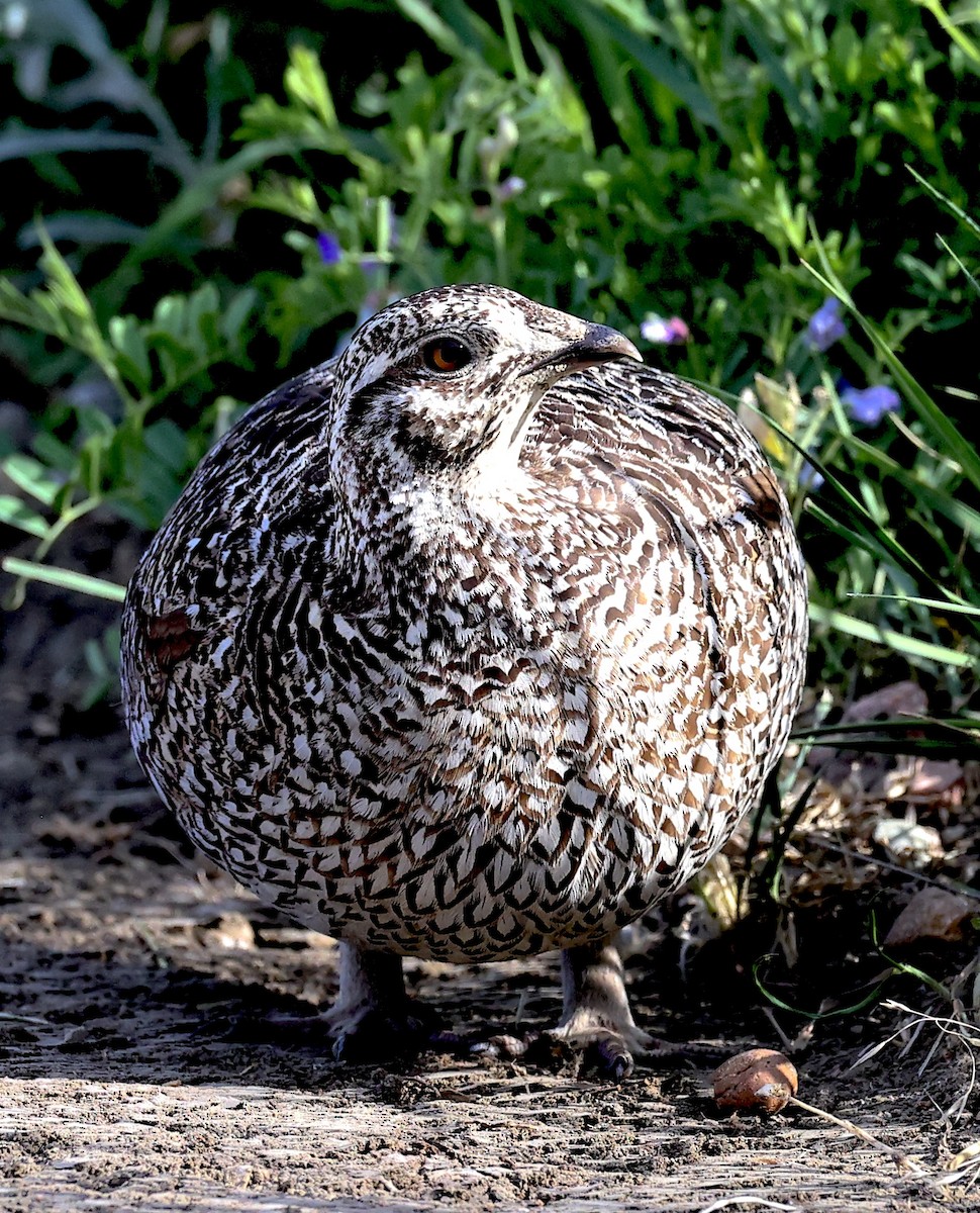 Sharp-tailed Grouse - ML620428618