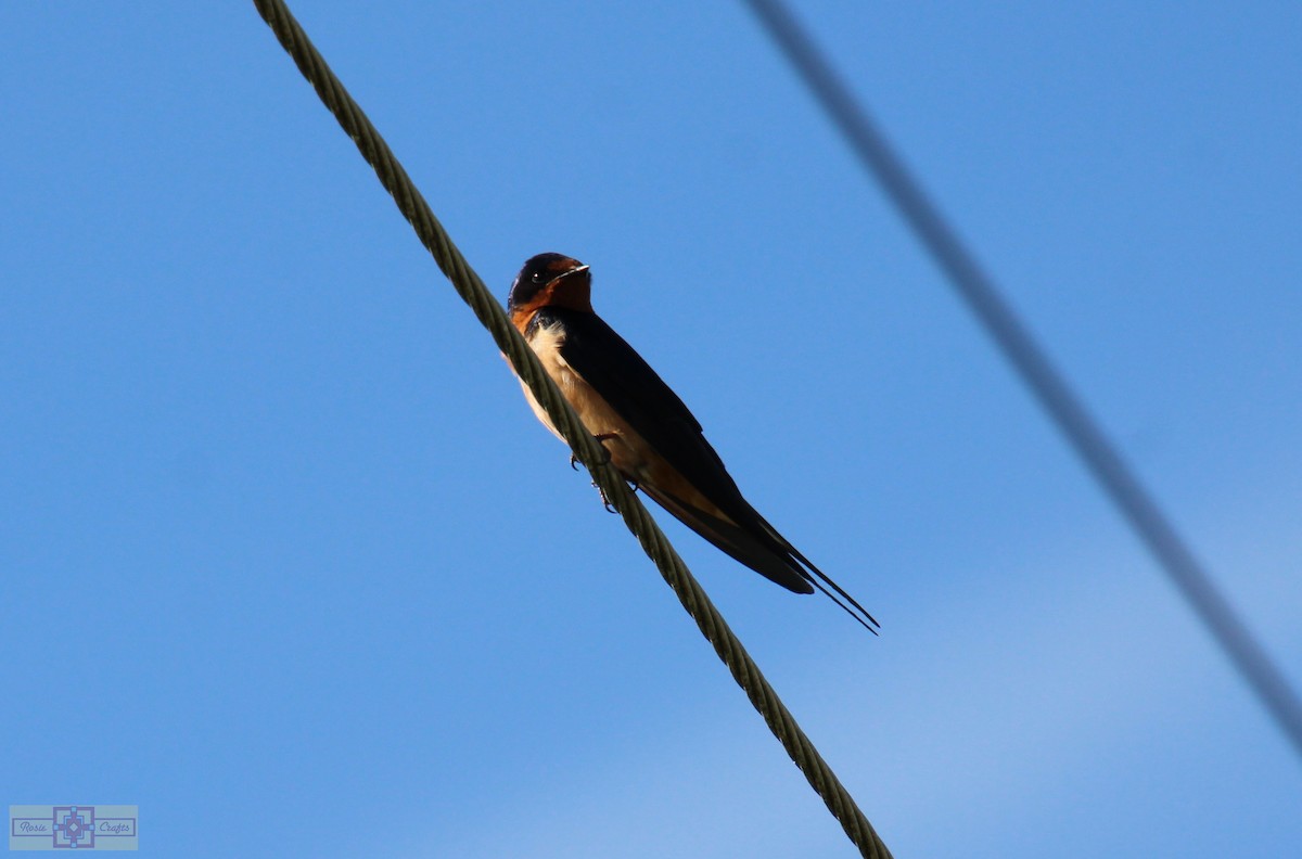 Golondrina Común - ML620428621