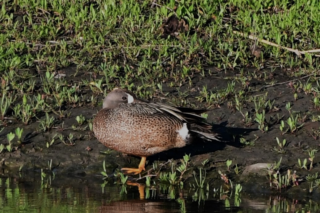 Blue-winged Teal - ML620428631