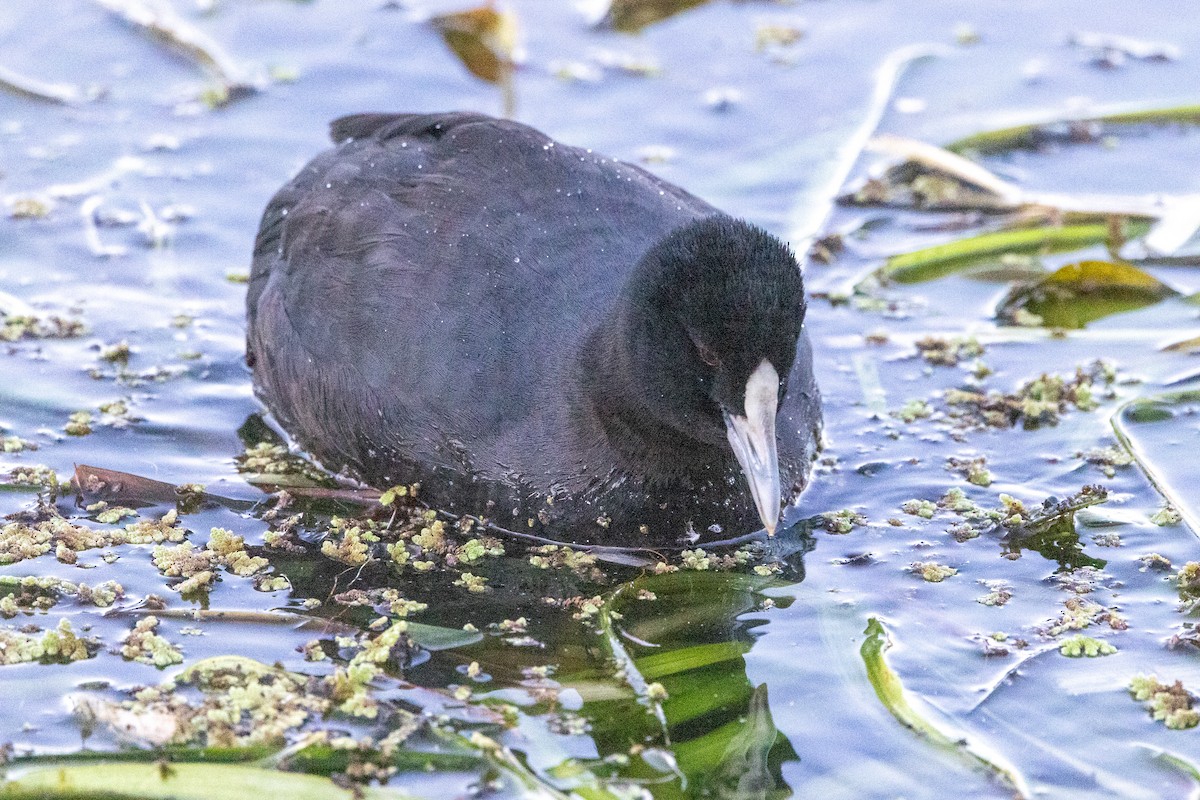 Eurasian Coot - ML620428633