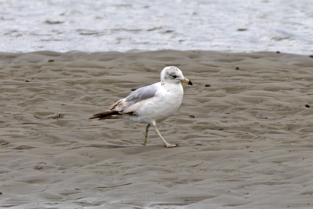 Ring-billed Gull - ML620428638