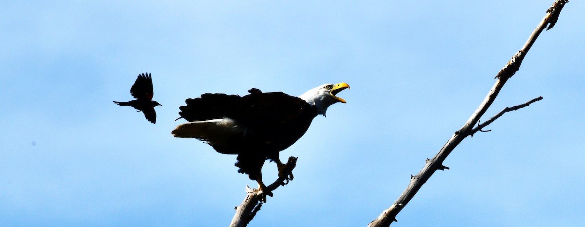 Weißkopf-Seeadler - ML620428639