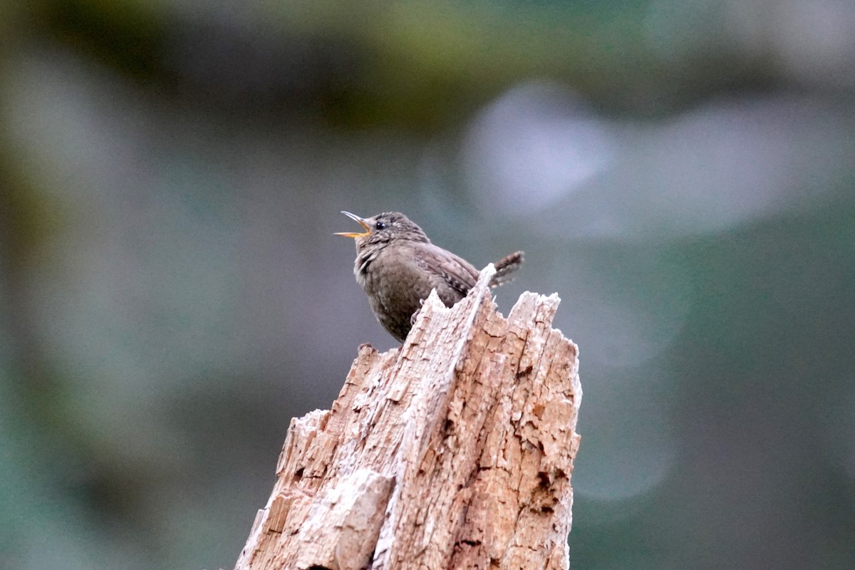 Pacific Wren - ML620428644