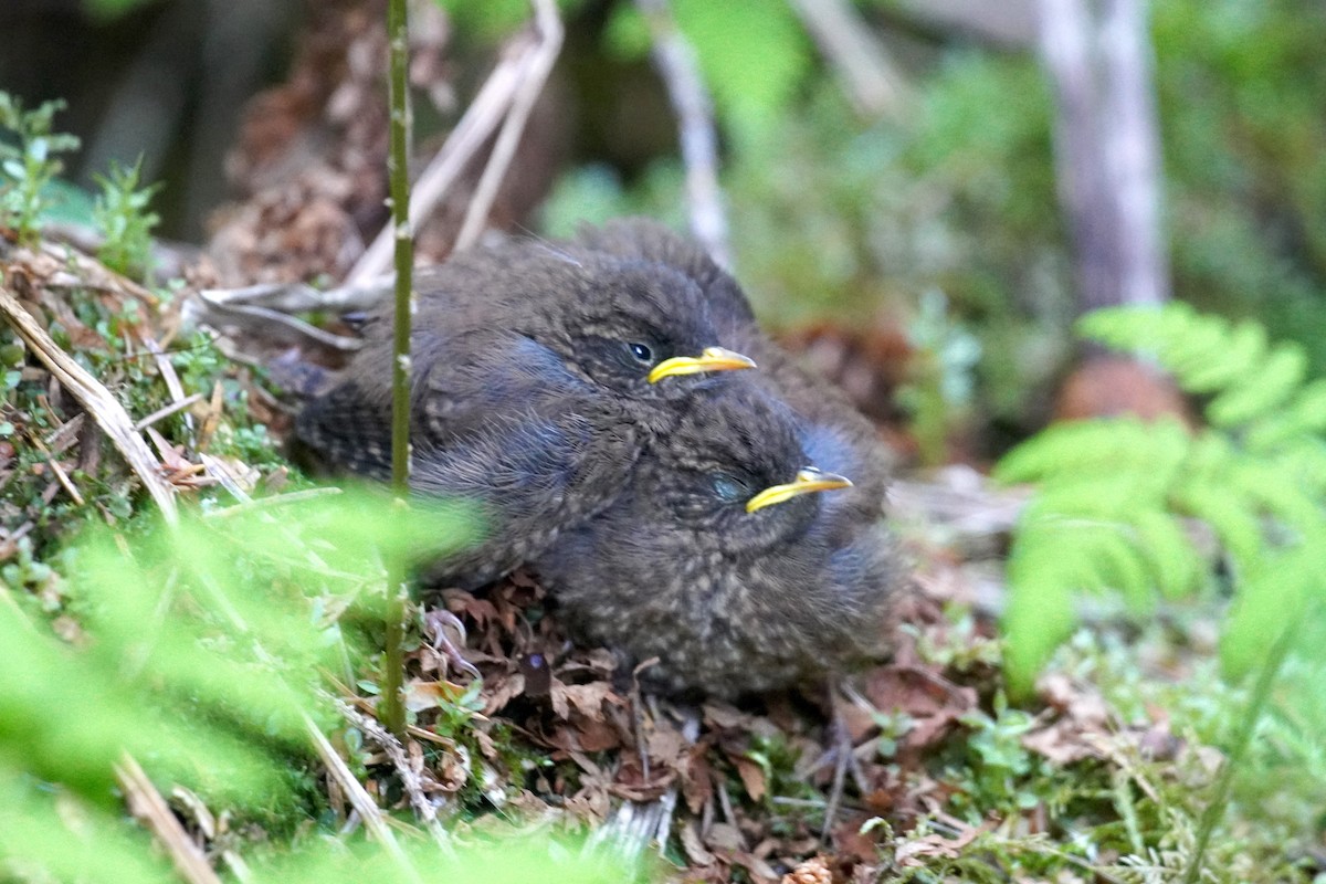 Pacific Wren - ML620428646