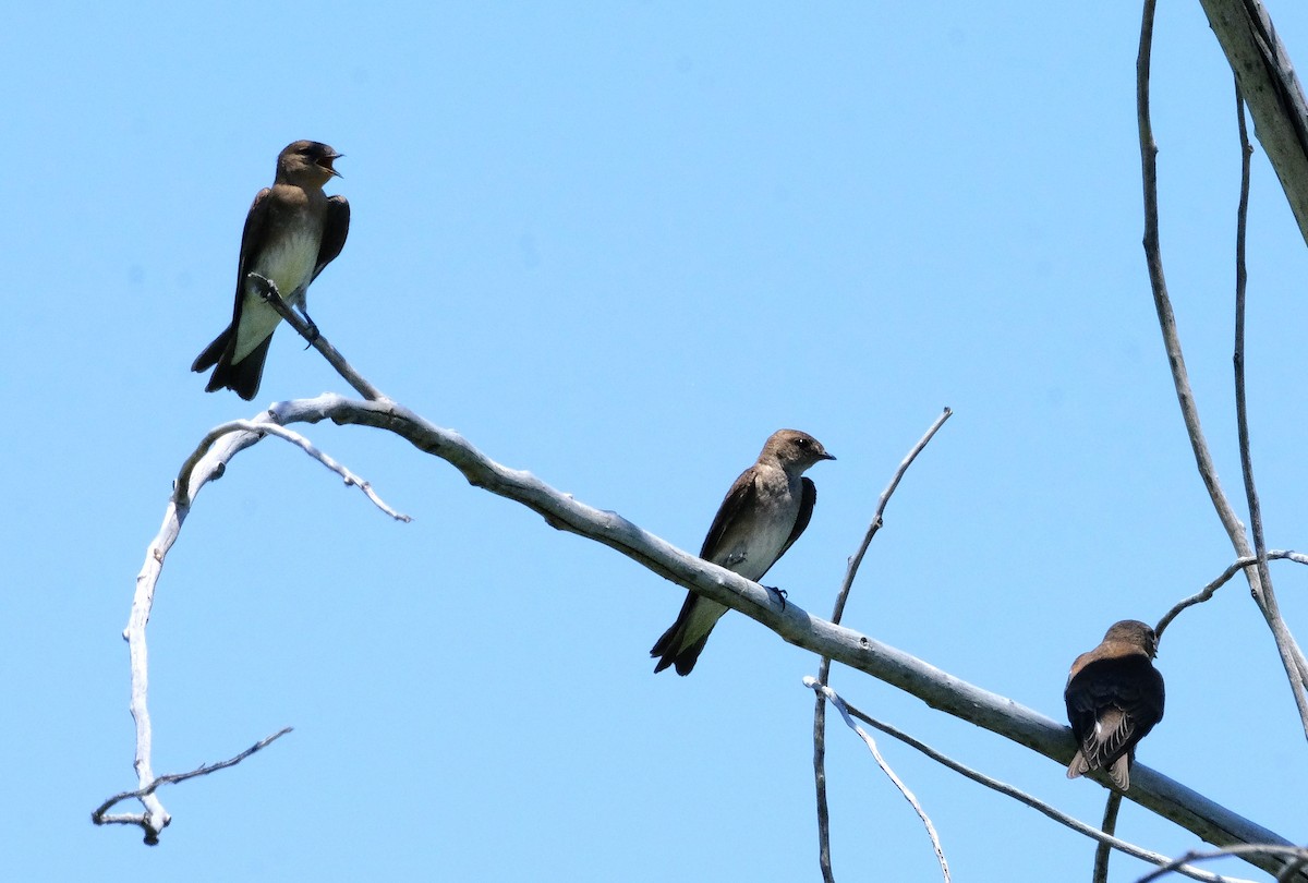 Northern Rough-winged Swallow - ML620428647