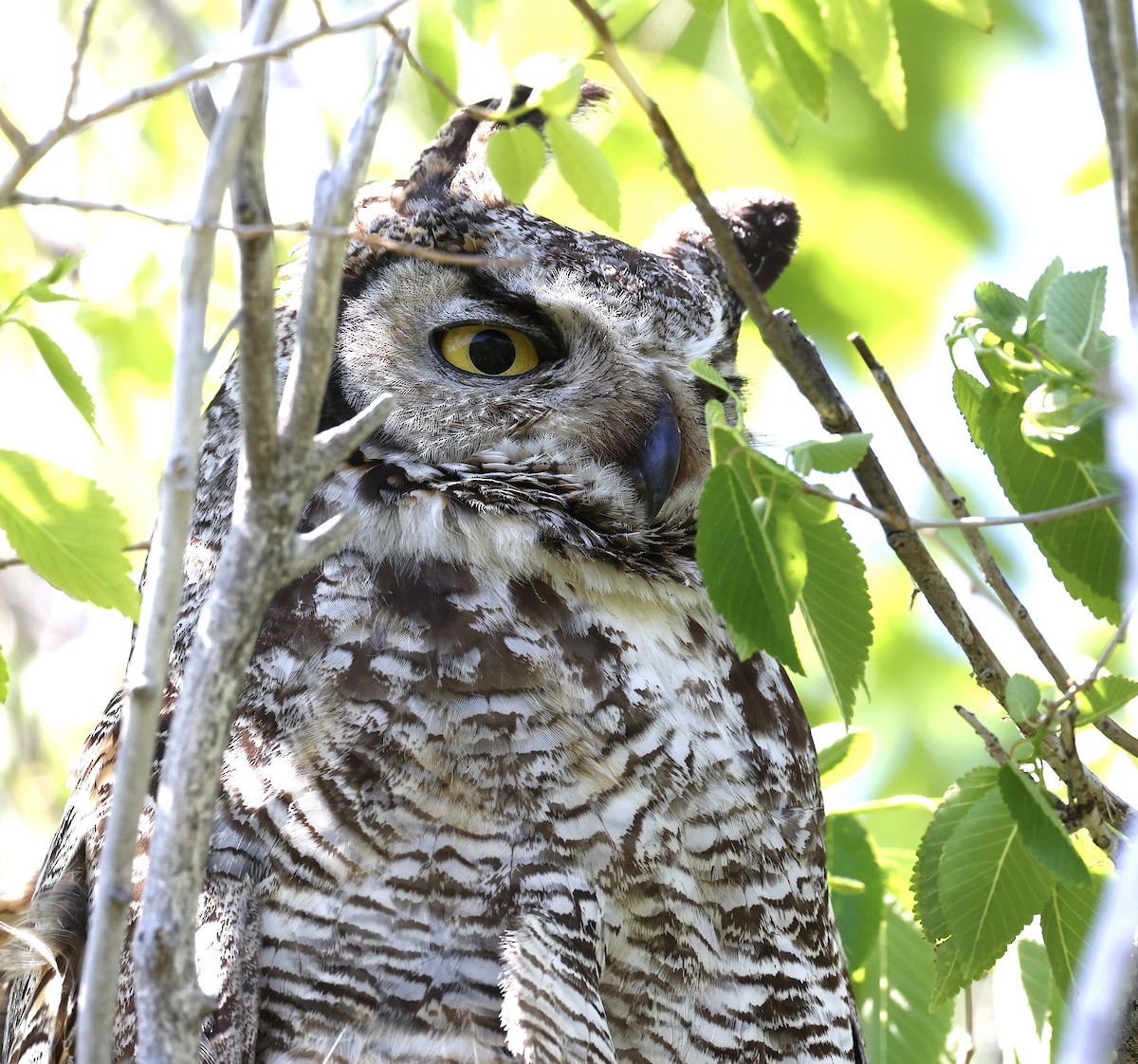 Great Horned Owl - ML620428650