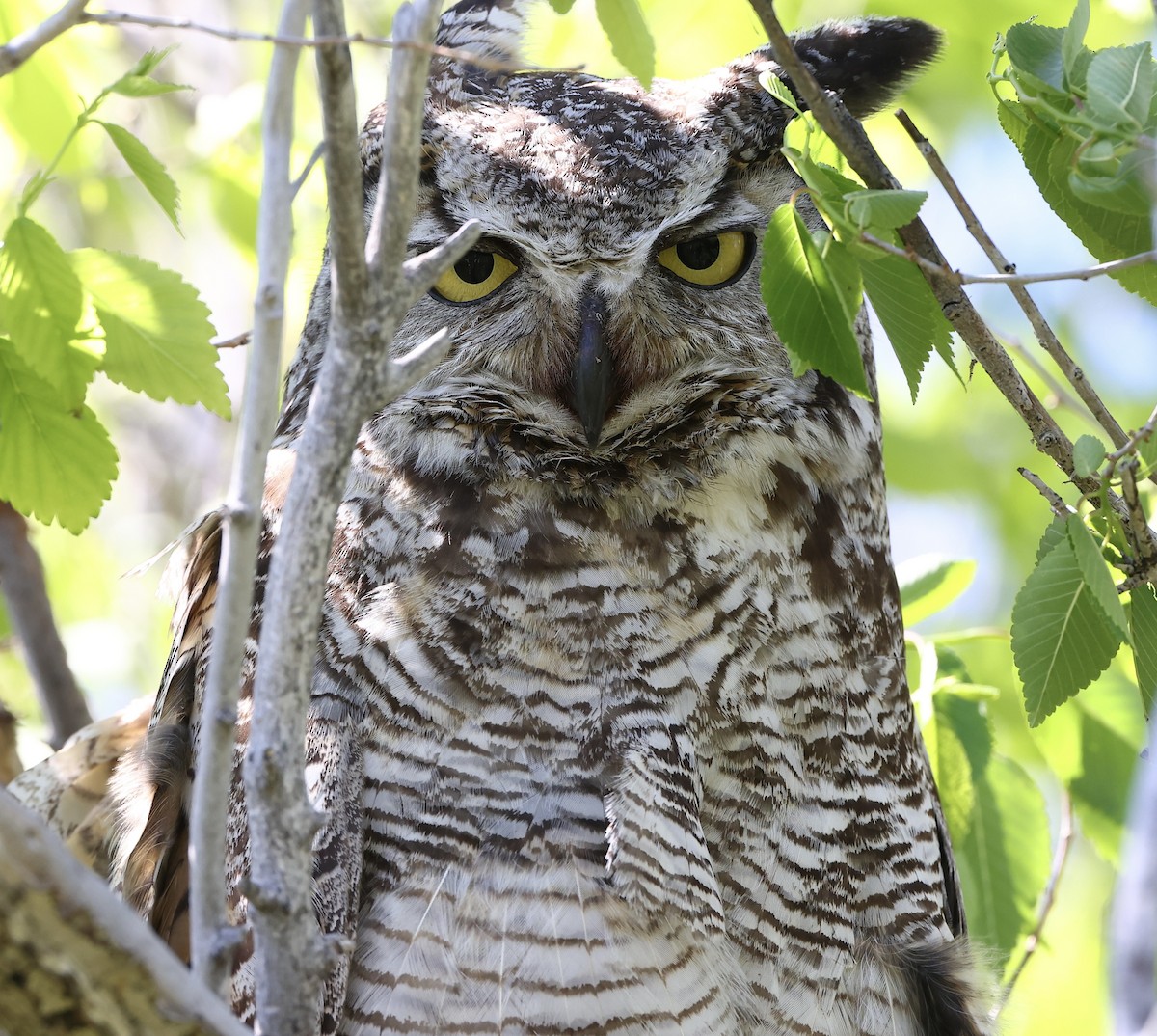 Great Horned Owl - ML620428651