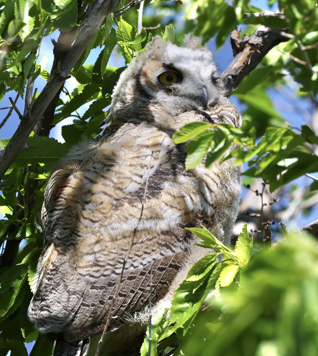 Great Horned Owl - ML620428652