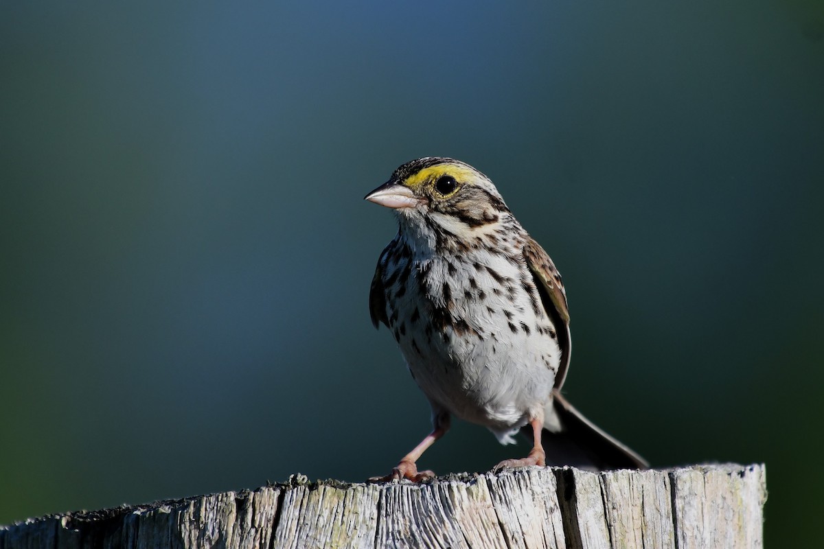 Savannah Sparrow - ML620428654
