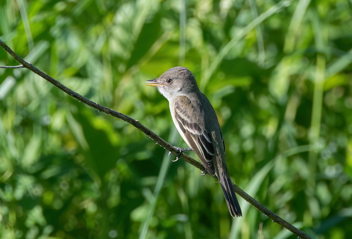 Willow Flycatcher - ML620428655