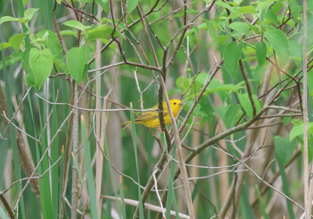 Yellow Warbler - ML620428656