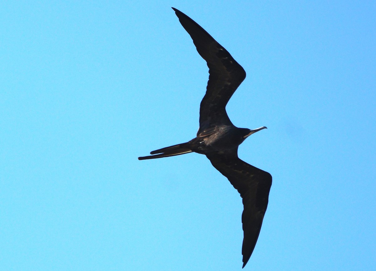 Magnificent Frigatebird - ML620428658