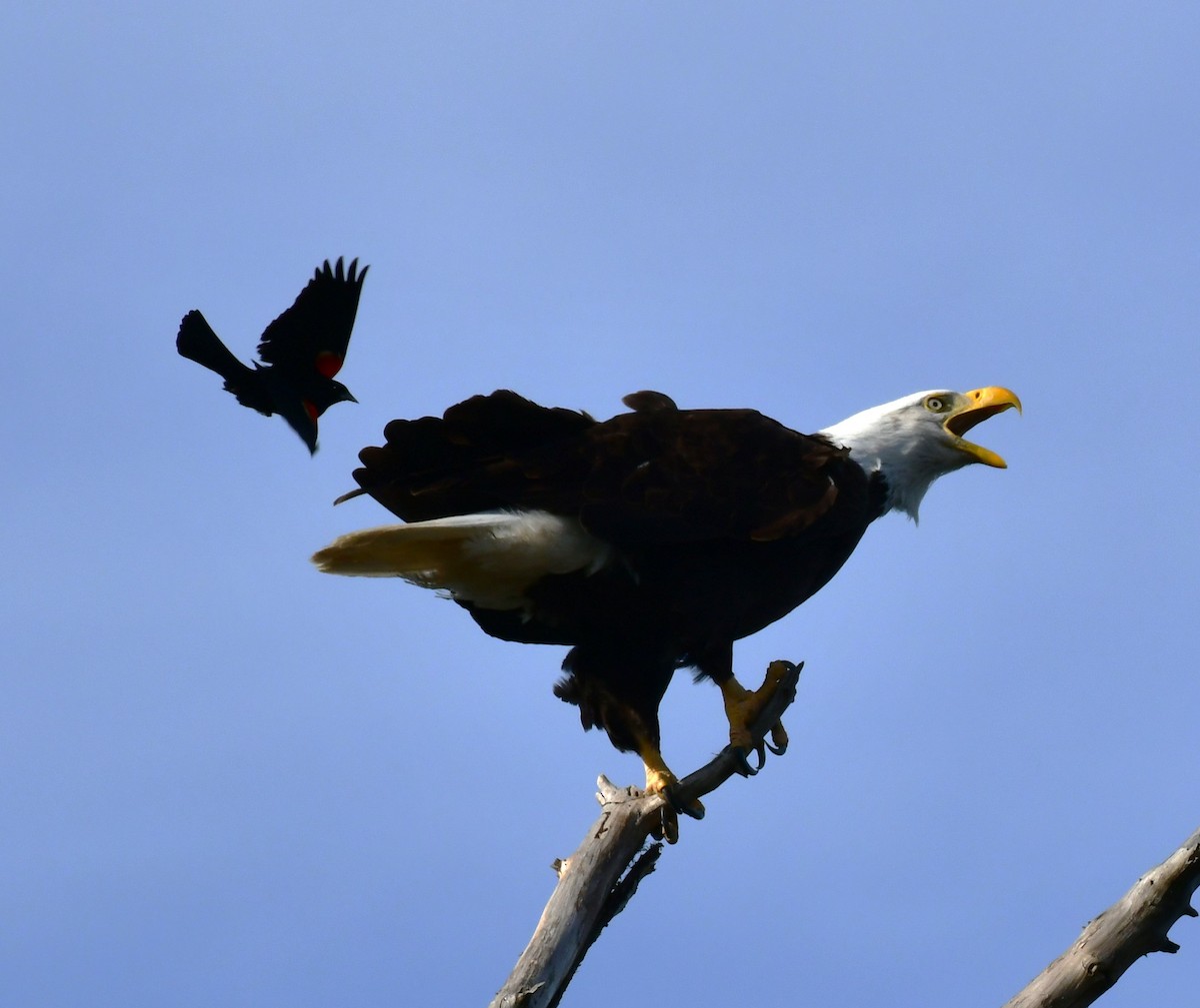 Weißkopf-Seeadler - ML620428659