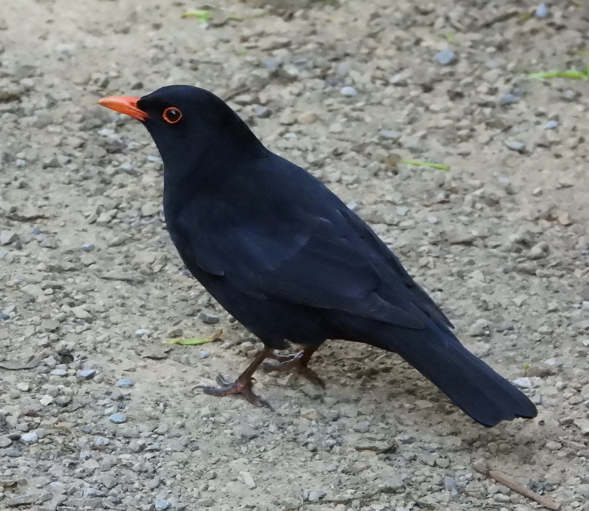 Amsel - ML620428660