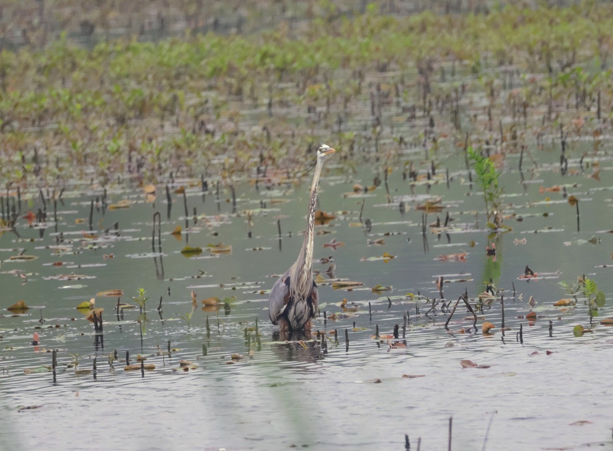 Great Blue Heron - ML620428662