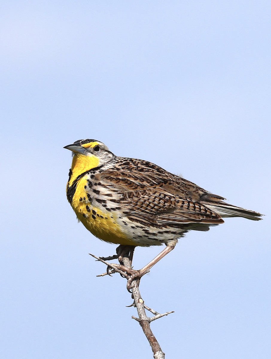 Western Meadowlark - ML620428664