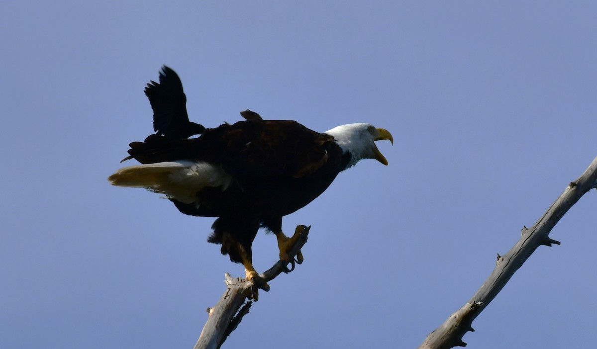 Weißkopf-Seeadler - ML620428669