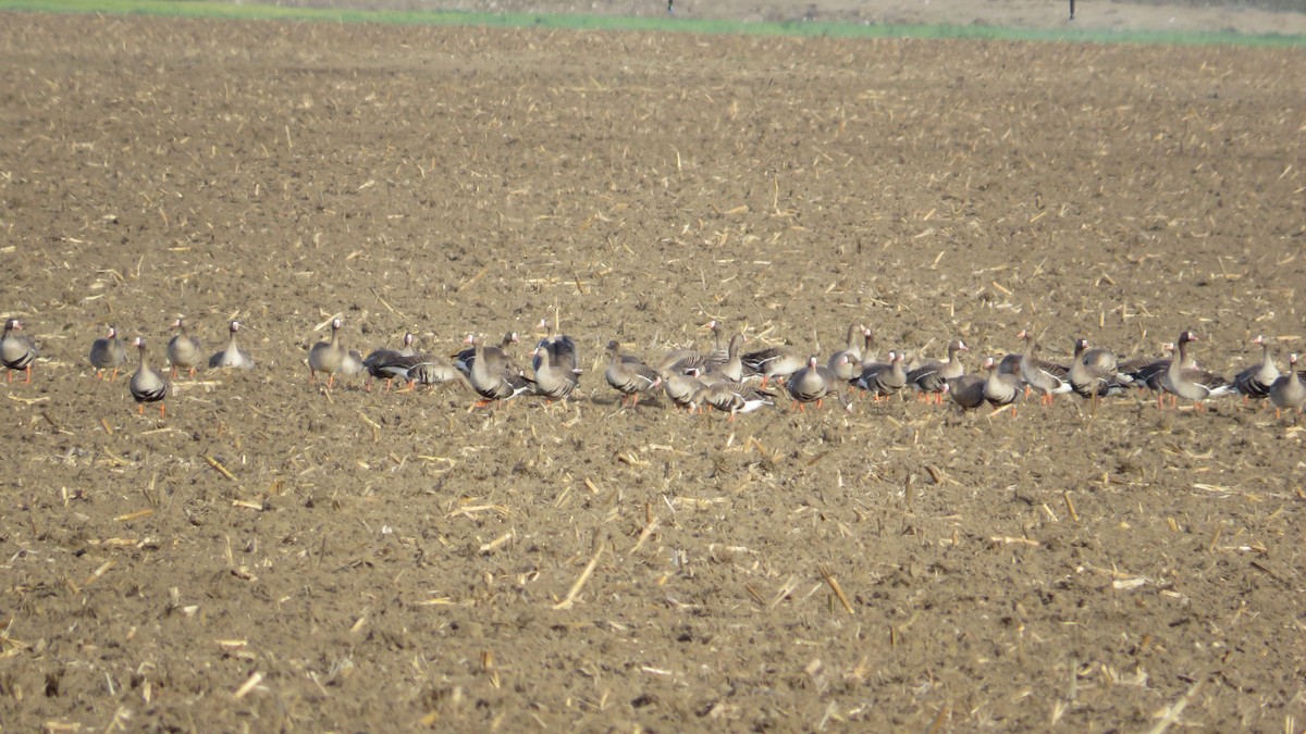Greater White-fronted Goose - ML620428671
