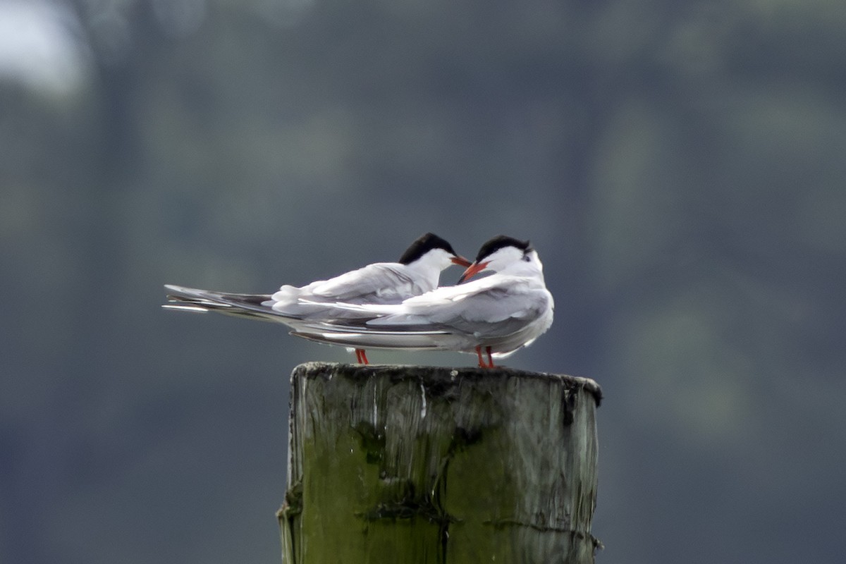 Common Tern - ML620428676