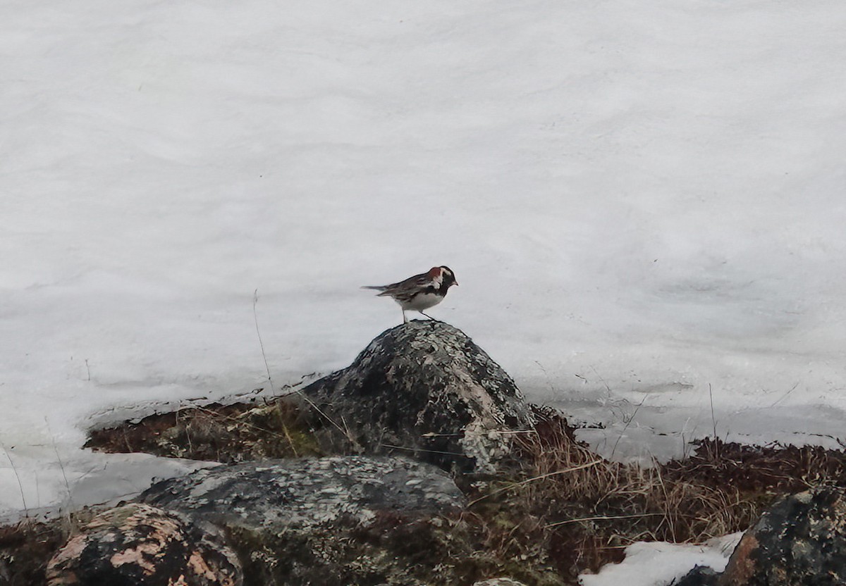 Lapland Longspur - ML620428677