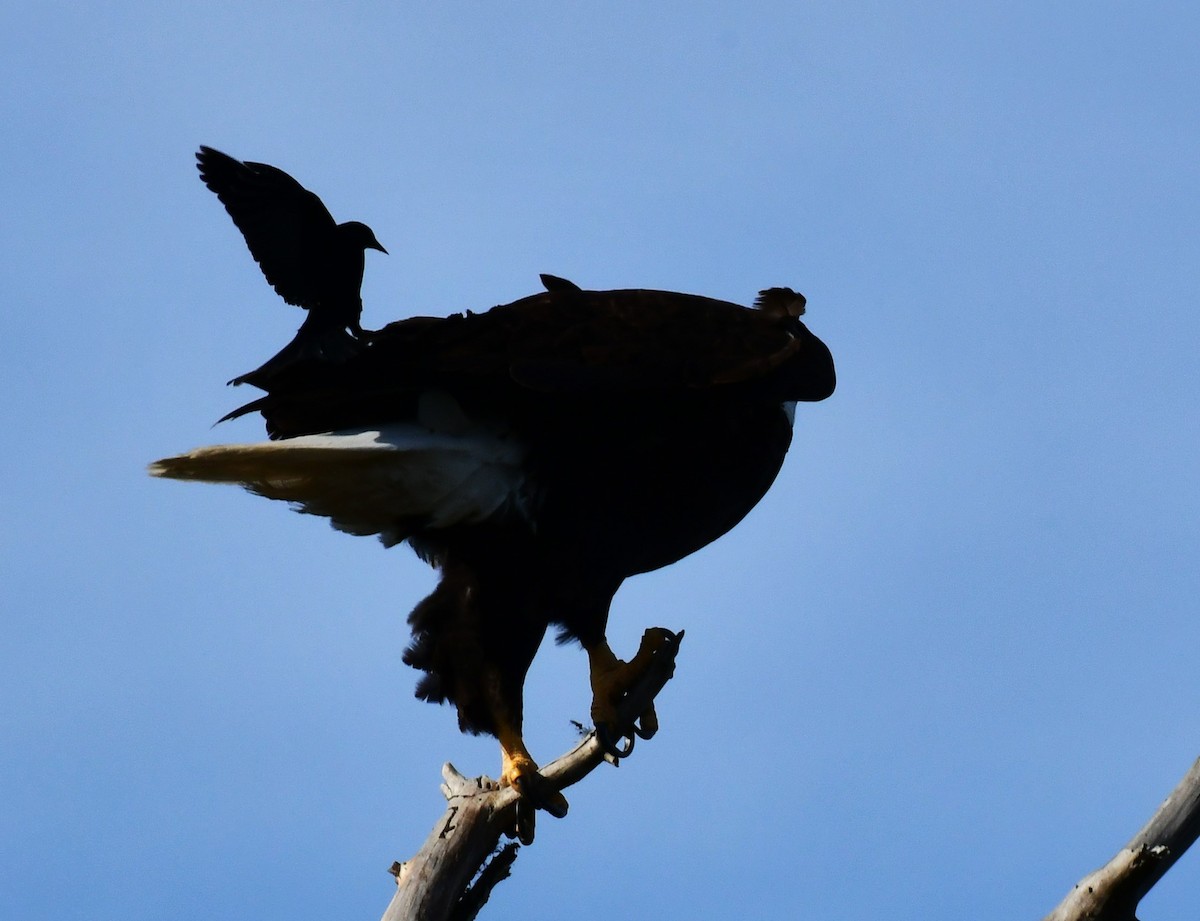 Bald Eagle - ML620428684