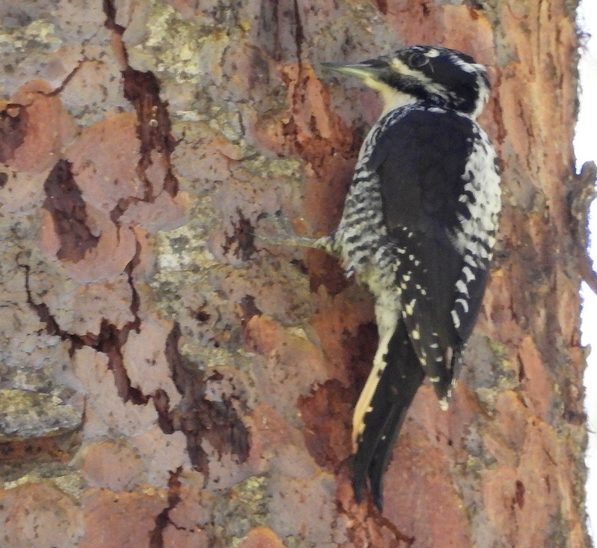 American Three-toed Woodpecker - Diana LaSarge and Aaron Skirvin