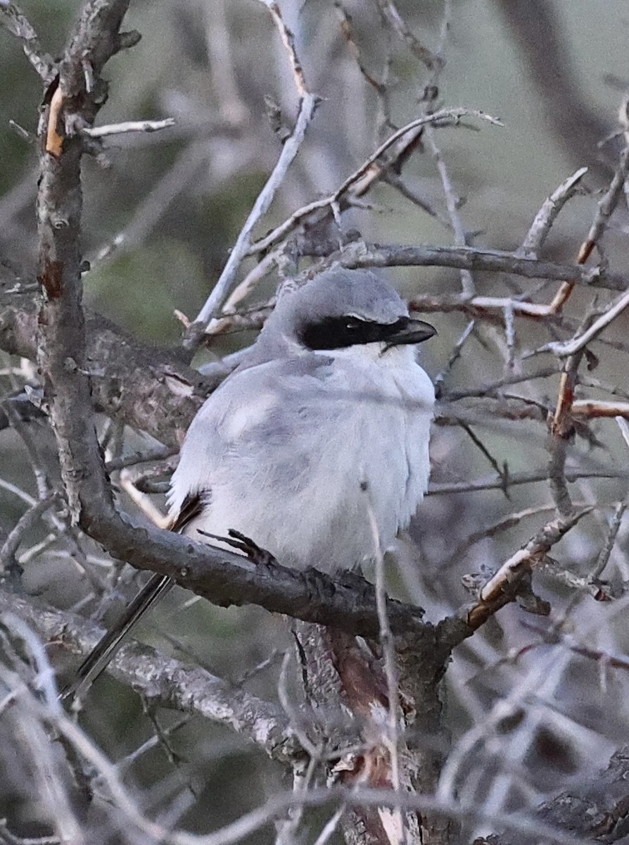 Loggerhead Shrike - ML620428691