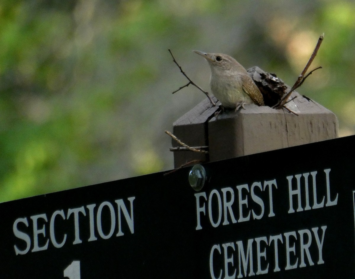 House Wren - ML620428694