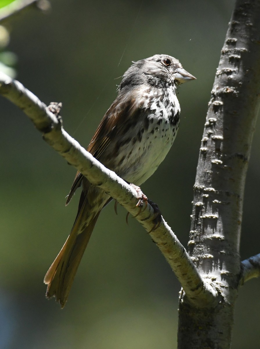 Fox Sparrow (Thick-billed) - ML620428697