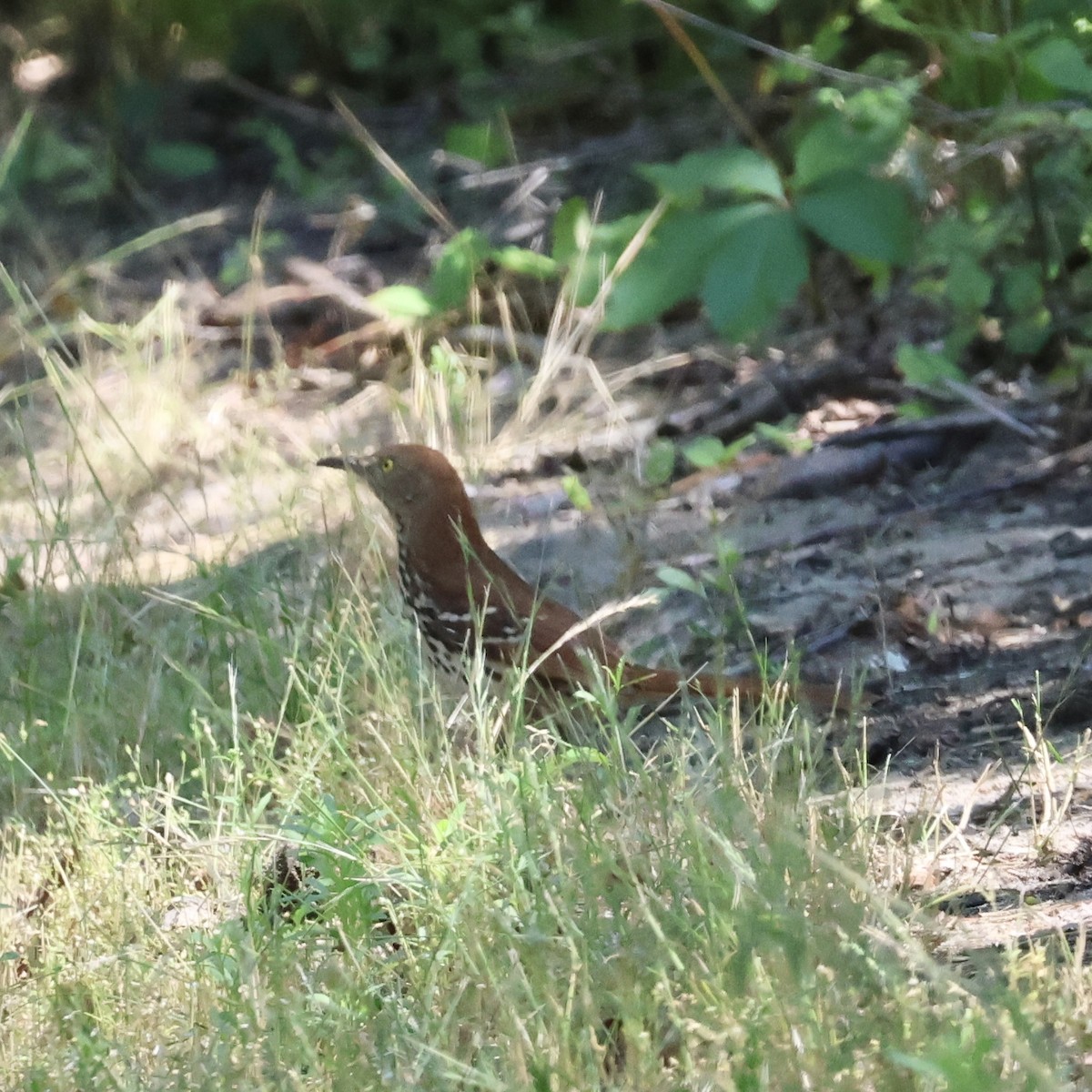 Brown Thrasher - ML620428699